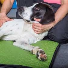 Hier eine übersicht über die häufigsten parasiten beim hund. Warum Hat Der Hund Durchfall