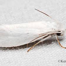 Image result for Monopsis decipiens