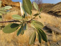 Image result for Maerua schinzii