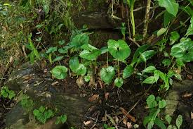 Image result for Chlorophytum stenopetalum