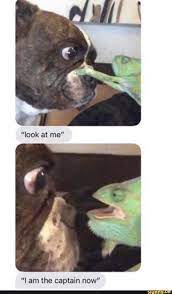 Maybe you would like to learn more about one of these? Look At Me I Am The Captain Now Ifunny Really Funny Memes Cute Funny Animals Memes