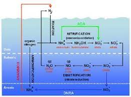 Aquarium Nitrogen Cycle Cycling Methods Ammonia Nitrates Nitrogen Cycle Aquarium Aquaponics Fish