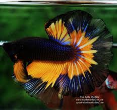 Shop Nice Betta Thailand Co Ltd In 2020 Betta Fish Betta Breeding Betta Fish