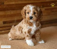 Why buy a cockapoo puppy for sale if you can adopt and save a life? Free Cockapoo Puppies Near Me