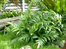 Image result for Microsorum scolopendria