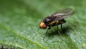 Image result for BLACKFLY ON TOMATO PLANTS