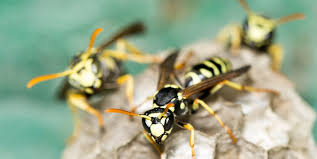 Do You Know How Long Wasps Live? Wasps Life Cycle