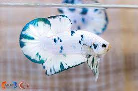 Since both parasites cause white spots on the fish, the disease is universally called ich or ick, even though they are different parasites. Turquoise White Marble Hmpk Betta Fish Tank Pet Fish Betta Fish