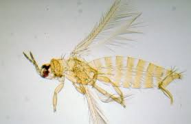 This class will help you prepare for the exam offered by the al dept of agriculture and industries in the ornamental and turf pest control category. Thrips Pests Of Ornamental Plants Alabama Cooperative Extension System