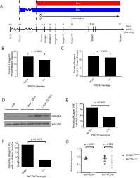 The effect of our oval shaped hair follicle is that our hair strands tend to be smaller in diameter than asian and caucasian hair. Increased Phgdh Expression Uncouples Hair Follicle Cycle Progression And Promotes Inappropriate Melanin Accumulation Biorxiv