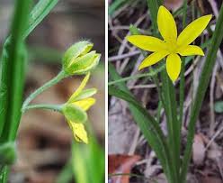 Image result for Hypoxis