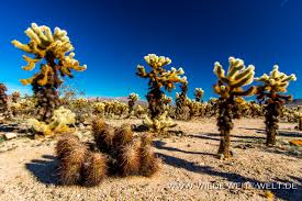 #cholla cactus #joshua tree national park #joshua tree #cholla cactus garden #explore #travel #nature #nature photography #photography #sunset #national parks #landscape. Jumping Chollas Kuschelige Kakteen Cylindropuntia California Www Wilde Weite Welt De