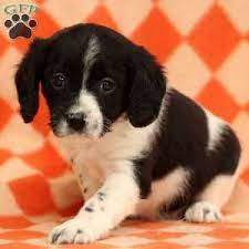 Cavalier King Charles Mix Puppies For Sale Greenfield Puppies King Charles Cavalier King Charles Puppies