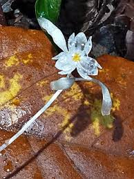 Image result for Gymnosiphon