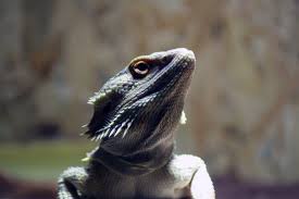 Unique bearded dragon wallpaper app to customize your phone background with your favorite. 4k Bearded Dragon Hd Wallpaper 4752x3168 Bearded Dragon Pet Lizards Bearded Dragon Care
