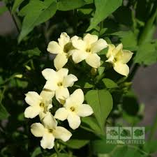 We did not find results for: Jasminum Clotted Cream Jasmine Plant Mail Order Trees
