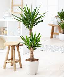 Entdecke und sammle ideen zu zimmerpflanze palme auf pinterest. Yucca Elephantipes Wohnzimmer Pflanzen Zimmerpflanzen Ideen Yucca Pflanze