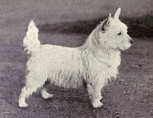 West Highland White Terrier Wikipedia