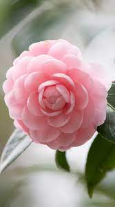 Camellia Japonica Em 2020 Arranjos De Flores Ikebana Camelia Rosa