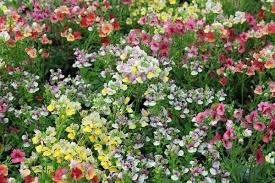 Image result for Nemesia zimbabwensis