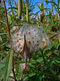 Image result for Asclepias foliosa