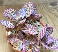 Image result for Kalanchoe marmorata