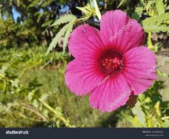 Image result for Hibiscus cannabinus