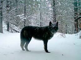 In croatia, wolves kill more dogs than sheep, and wolves in russia appear to limit stray dog populations. Gray Wolves To Lose Endangered Species Protections Npr
