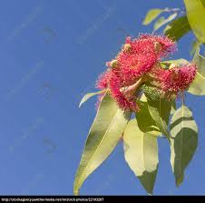 We did not find results for: Beautiful Red Flowers Of Australian Native Gum Tree Stock Photo 22193287 Panthermedia Stock Agency