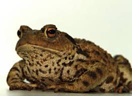 Rare Common Toad Captured In Dublin Following Public Appeal
