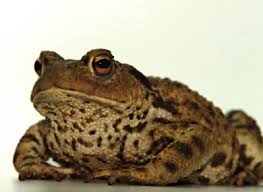 rare common toad captured in dublin following public appeal