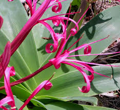 Image result for Ammocharis angolensis