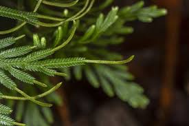 Image result for Selaginellaceae