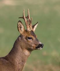 Deer Stalking British Shooting Services Deer Stalking Roe Deer Deer