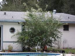 Maybe you would like to learn more about one of these? Gardening South Florida Style Fast Growing Shrubs In South Florida I