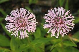 Image result for Indigofera pulchra