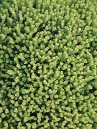In nederland wordt hij dan ook weleens vetkruid genoemd. Stauden Stade Versand Shop Sedum Acre Yellow Queen Scharfer Mauerpfeffer Hier Bestellen