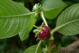 Image result for Sabicea venosa