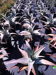 Image result for Sclerochiton kirkii