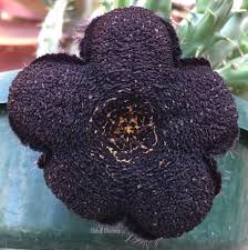 Image result for Tridentea