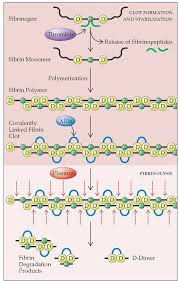 Both bodies adopted the fdp test for the diagnosis of dic. D Dimer And Its Clinical Significance Erba Mannheim