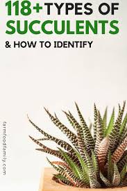 Check spelling or type a new query. 118 Different Types Of Succulents With Pictures Indoor Outdoor