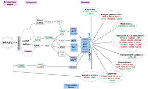 The h1n1 swine flu virus is a combination of swine, avian, and human influenza viruses; Dietary Plant Extracts Modulate Gene Expression Profiles In Alveolar Macrophages Of Pigs Experimentally Infected With Porcine Reproductive And Respiratory Syndrome Virus Journal Of Animal Science And Biotechnology Full Text