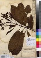 Image result for Corynanthe