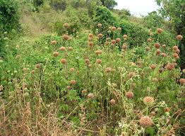 Image result for Vernonia nepetifolia