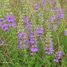 Image result for Microglossa densiflora