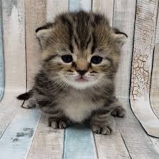 Accompanied by an elongated spine. Meowtain Munchkins Home Facebook