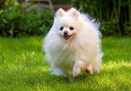 malenkie sobachki porody opisanie foto smotri bolshe http kot pes com malenkie sobachki porody opisanie foto dog breeds pomeranian dog dogs