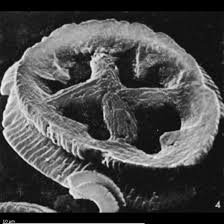 Image result for Bidens grandis