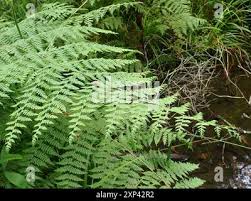 Image result for Hypolepis sparsisora